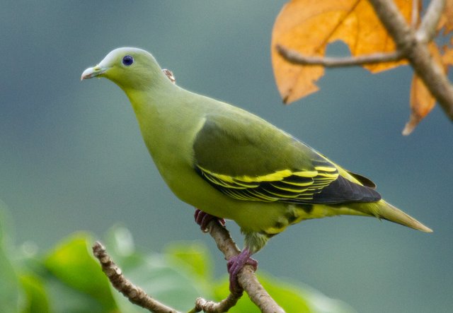 Grey-fronted_Green_Pigeon_(Treron_affinis).jpg