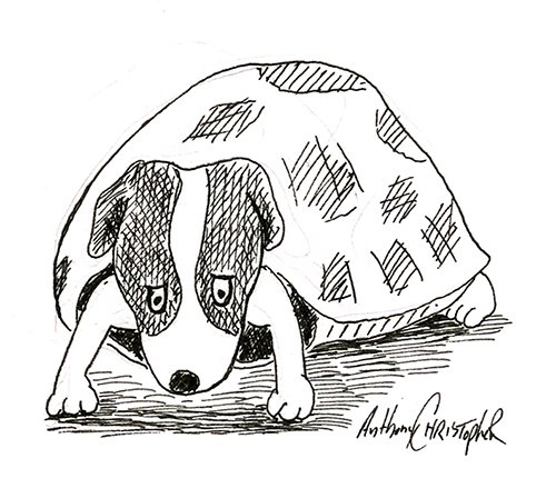 turtle dog010.jpg