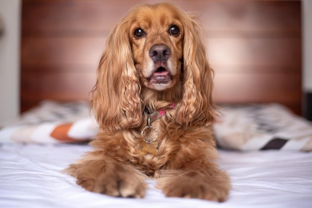 english-cocker-spaniel-5937752_1920.jpg