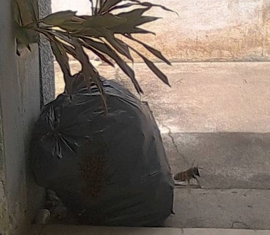 Bolsa de basura abejas.jpg