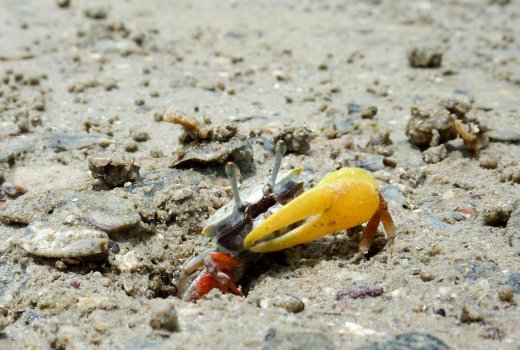 behaviour of fiddler crab.jpg