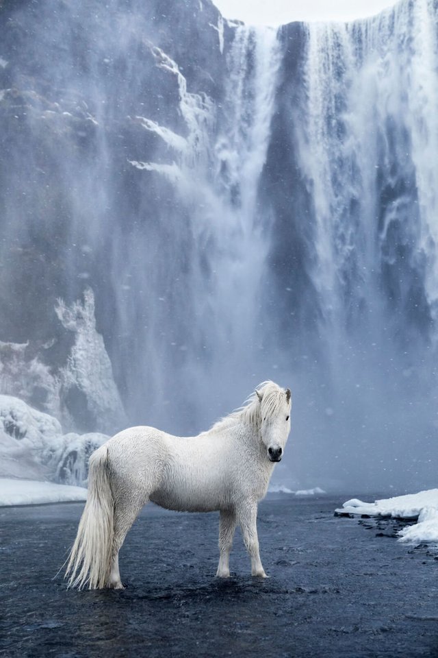 animal-photography-icelandic-horses-in-the-realm-of-legends-drew-doggett-34-5b5afc12d0c8f__880.jpg