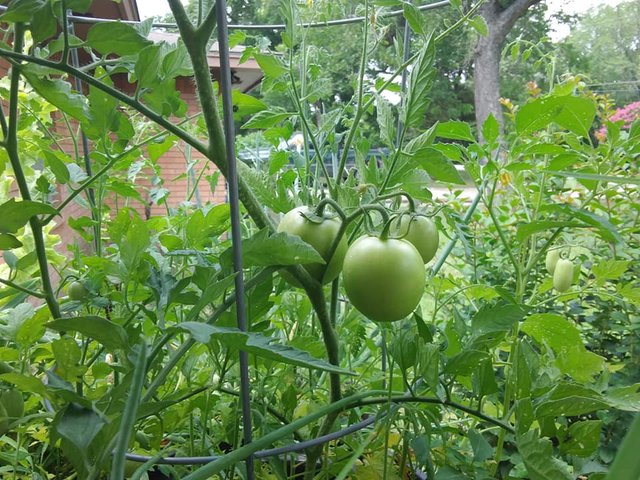 garden 6.12.18 tomatoes.jpg