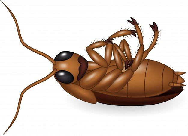 cucaracha-muerta-dibujos-animados_29190-1378.jpg