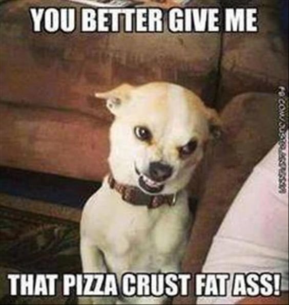 you-better-give-funny-dog-meme.jpg