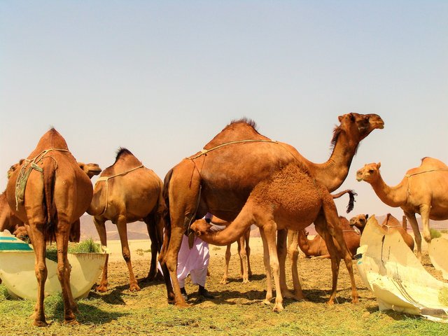 camels-4849179_1920.jpg