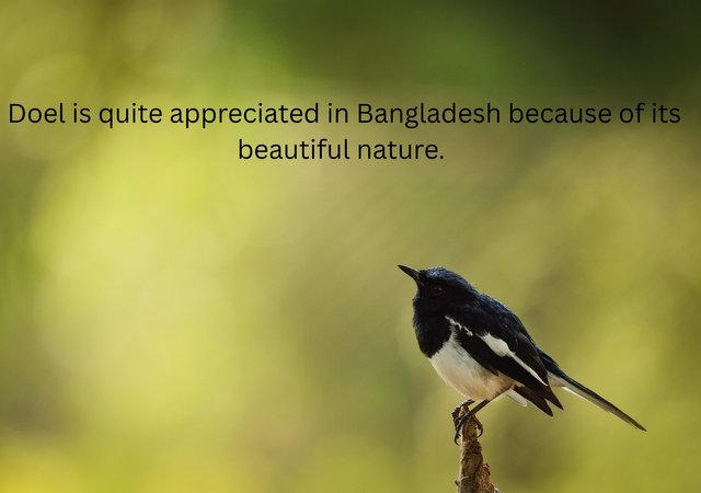 It is quite appreciated in the country because of its beautiful nature..jpg