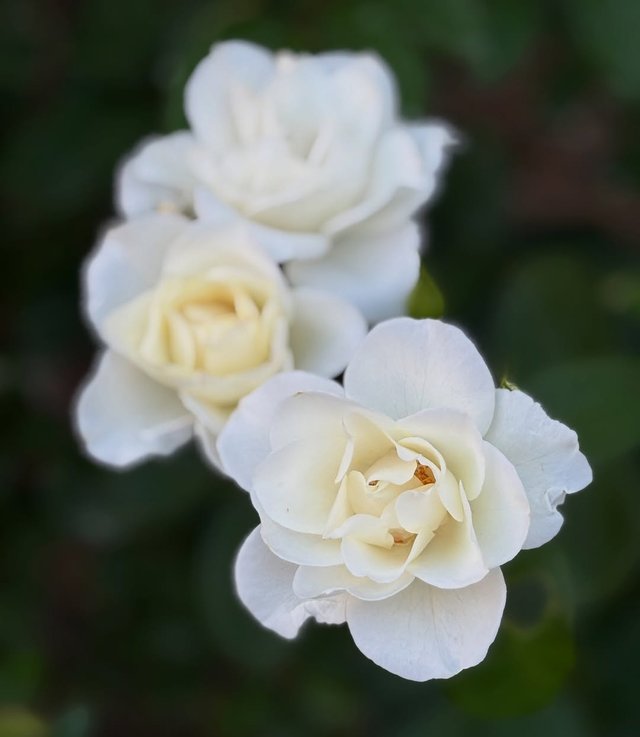 IMG_20250618_134256.jpg