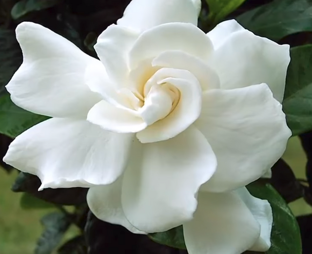 White flower.png