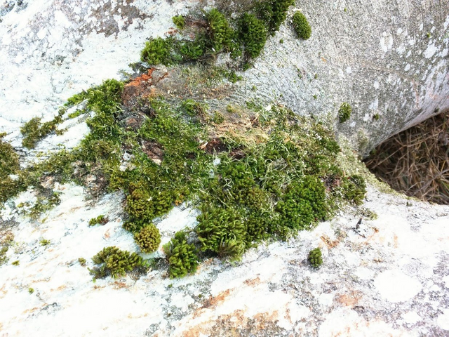 Mosses, or the taxonomic division Bryophyta