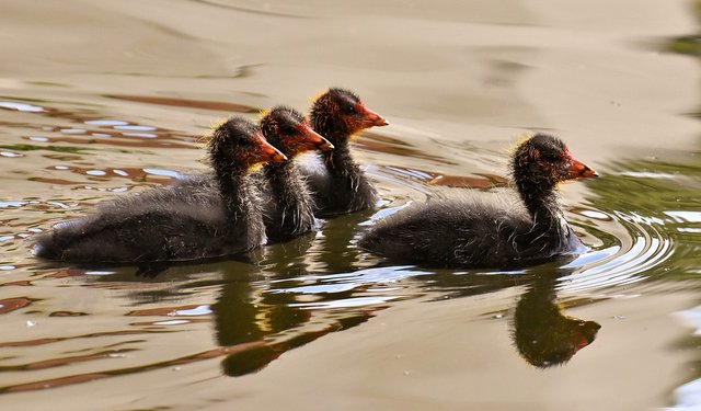 coots-3461236_960_720.jpg