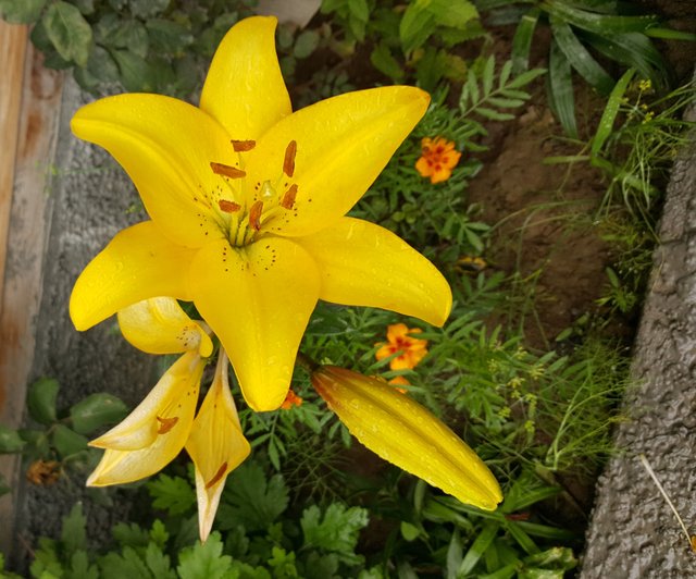 Yellow Flower.jpg