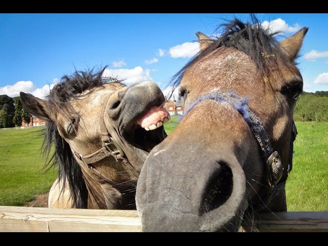 Top-15-Best-Of-Funny-Horse-Videos-Compilation-2016-NEW-HD.jpg