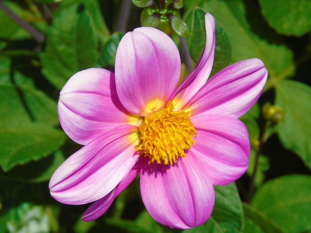 fleursroses (1).JPG