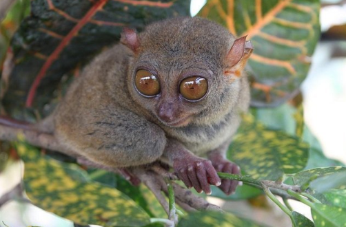 Bohol Countryside Tour - Tarsier Sanctuary2.png