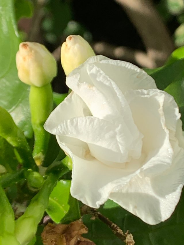 flower111.jpg