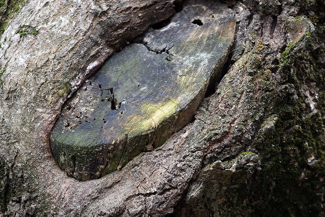 Woodland_Details_005_s.jpg