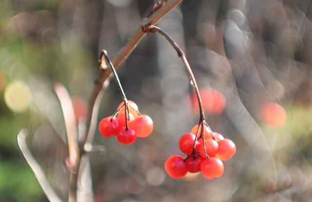 102 upper skilak lake red berries.jpg