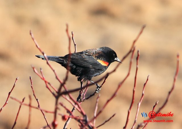 Red-winged Blackbird PFW02.jpg