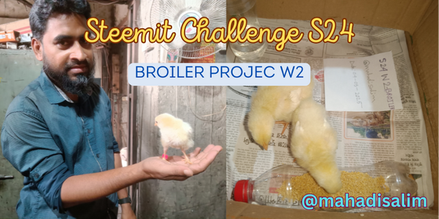 Steemit Challenge S24 w2.png