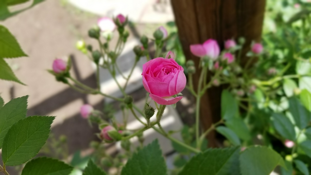 雨前雨后蔷薇花 Rosa Multiflora Steemit