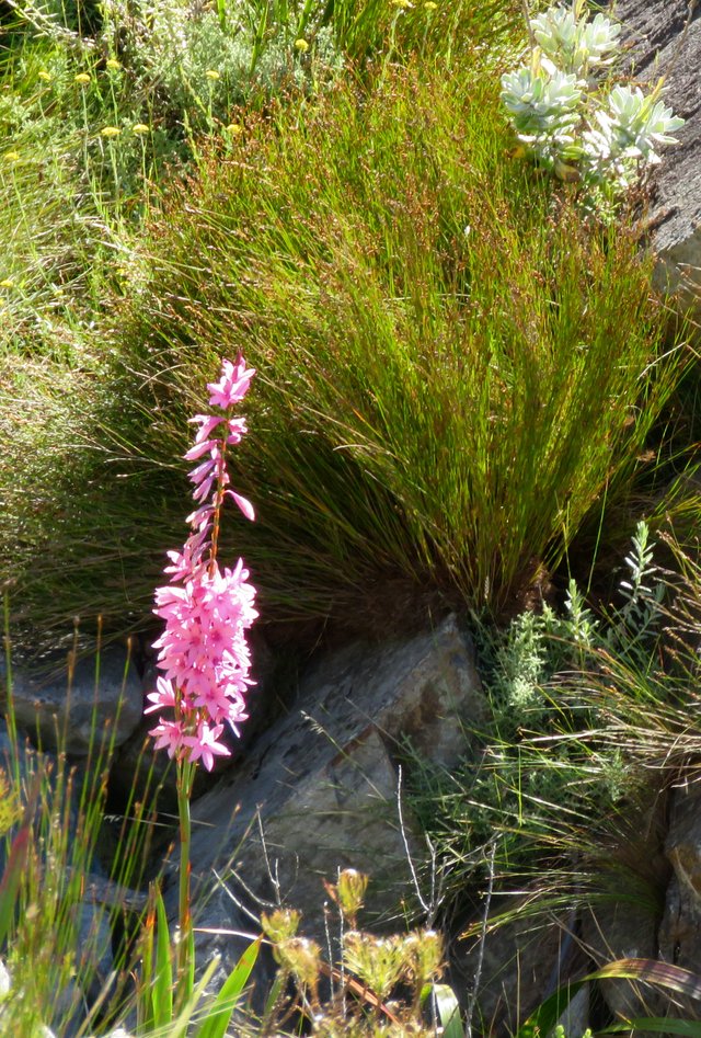 pink_watsonia.jpg