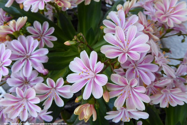 PinkAndWhiteStripedFlowers-050316.jpg