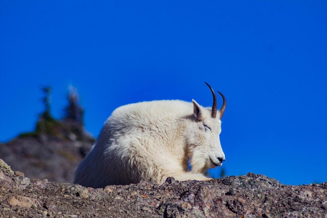 goat-5934811_1920.jpg