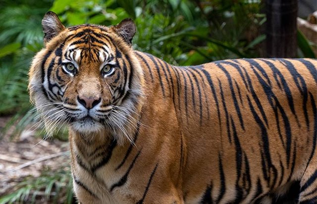 menyelamatkan-raja-rimba-inilah-daftar-habitat-harimau-sumatera-di-indonesia-ctg.jpg