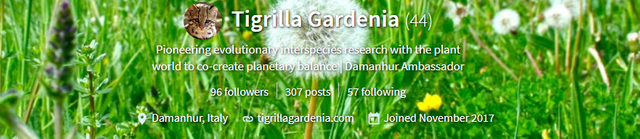 Tigrilla Gardenia.png