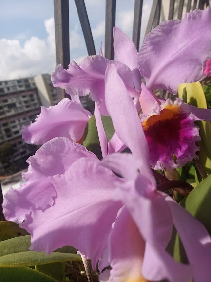 mis bellas orquideas.jpg