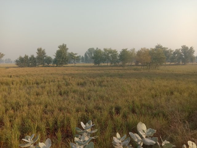 IMG_20251016_074550.jpg
