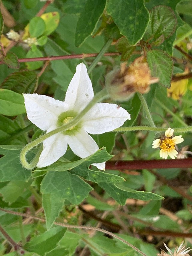 white flower5.jpg