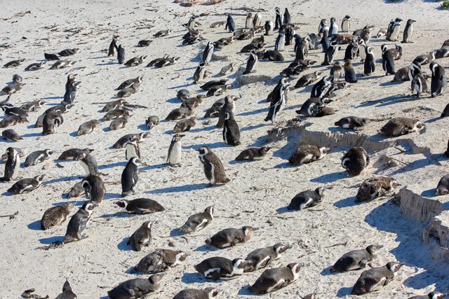 penguin-at-boulders-beach-south-africa.jpg