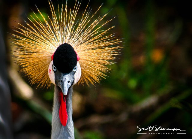 East African Grey Crowned Crane-1.jpg