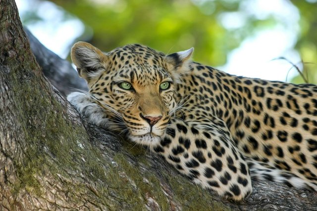 leopard-515509_1280.jpg