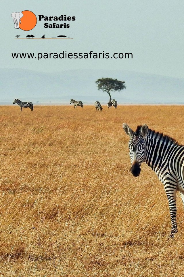 safari-paradies-zebra-tansania.jpg