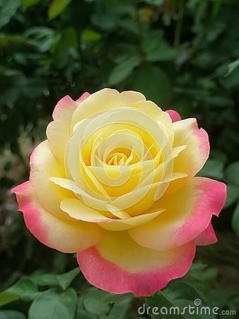 Beautiful garden yellow color rose outdoors planting worm park peace rose rose for you.jpg