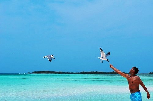 1200px-(Gaviotas)_Los_Roques.jpg