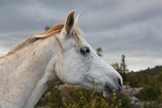 horse-5671492_1280.jpg