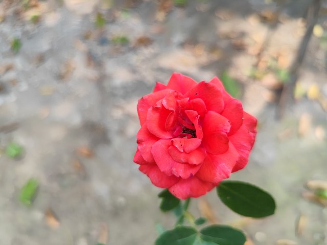 IMG_20250611_094945.jpg