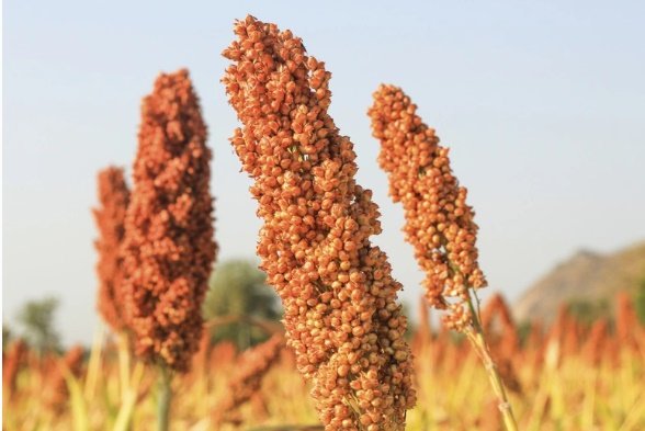 sorgo.jpg