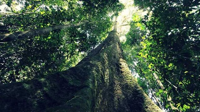 Kayu-Merbau-Papua.jpg