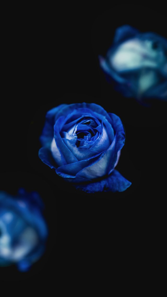 Rose Blue.jpg