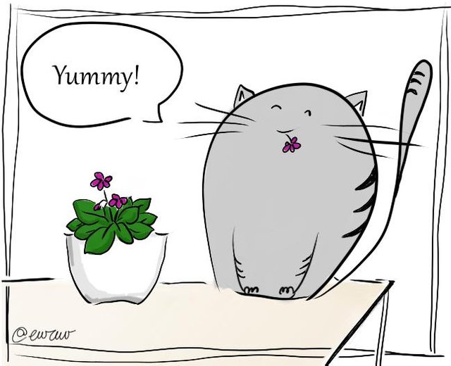 kitty violet1.jpg