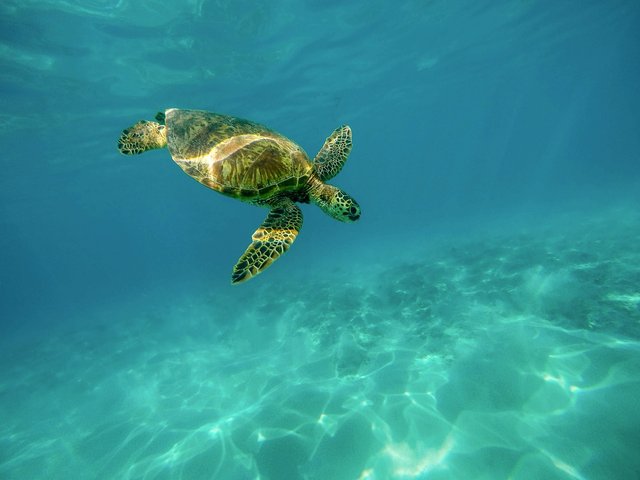 sea-turtle-1851102_1280.jpg