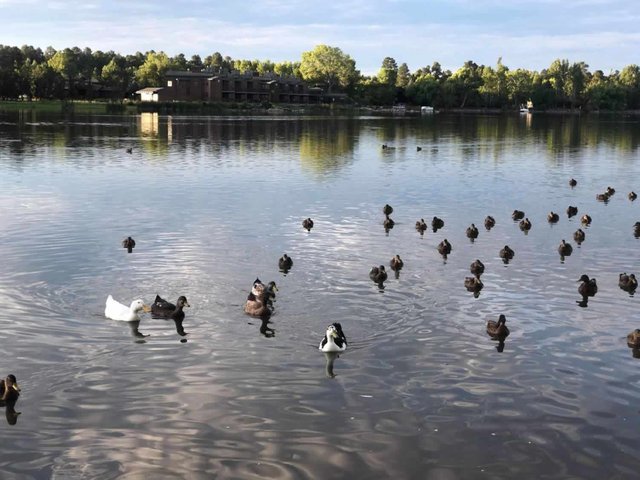 Ducks on Rainbow Lake Az.jpg