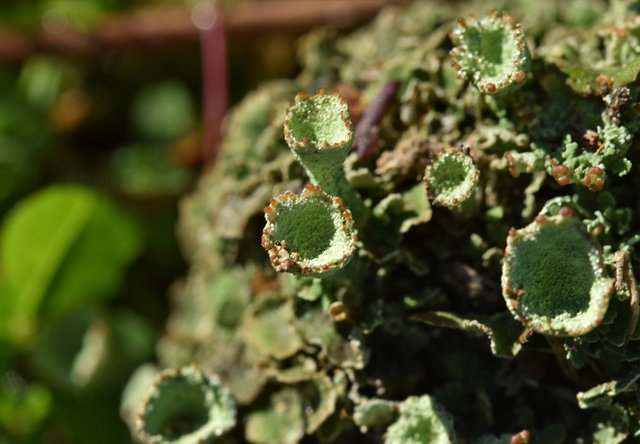 lichen cups giant macro 2.jpg