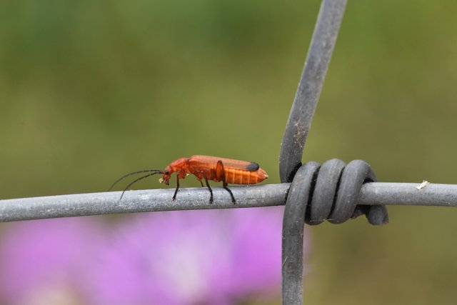 Common red soldier beetle 3.jpg