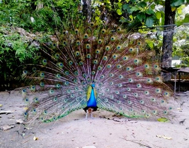 pavo real1.jpg